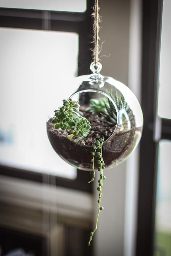 Hanging terrarium