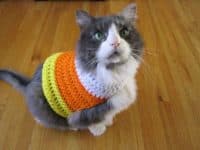 Crocheted candy corn sweater 200x150 Adorable Outfits: DIY Cat Clothing For your Furry Friend