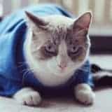 Adorable Outfits: DIY Cat Clothing For your Furry Friend