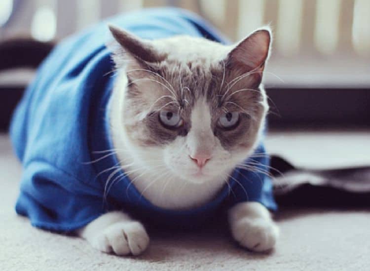 Adorable Outfits: DIY Cat Clothing For your Furry Friend