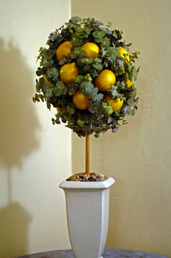 Lemon topiary