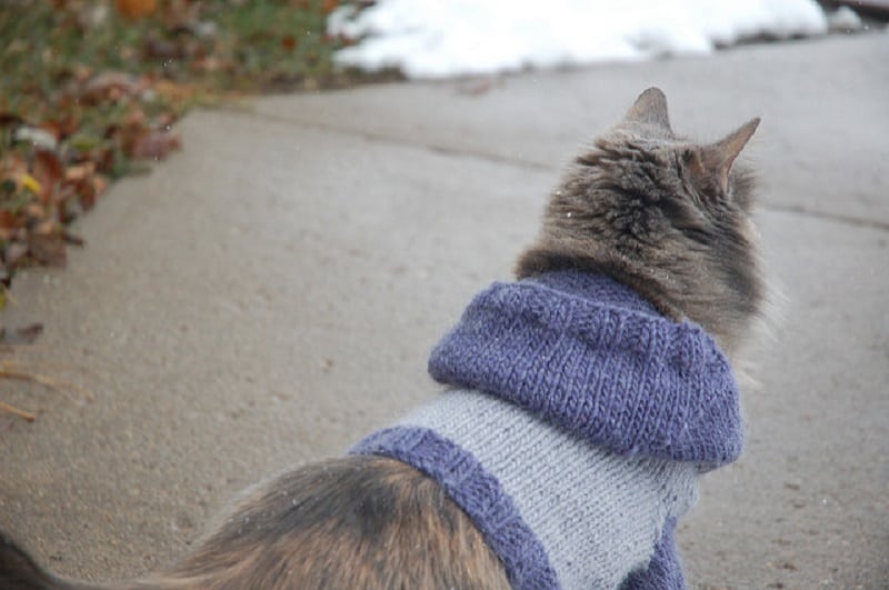 Stylish cat hoodie