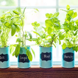 DIY Indoor Gardens: Nature Within the Home 
