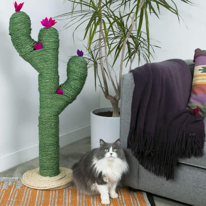 Cactus scratching post