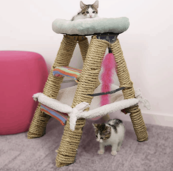 Cat ladder fort