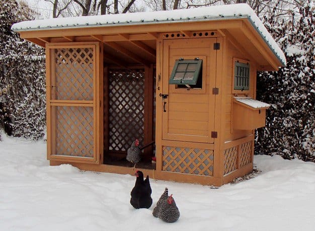 Chicken coop cabin