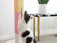  Feline Love: Adorable DIY Projects for Cat Owners 