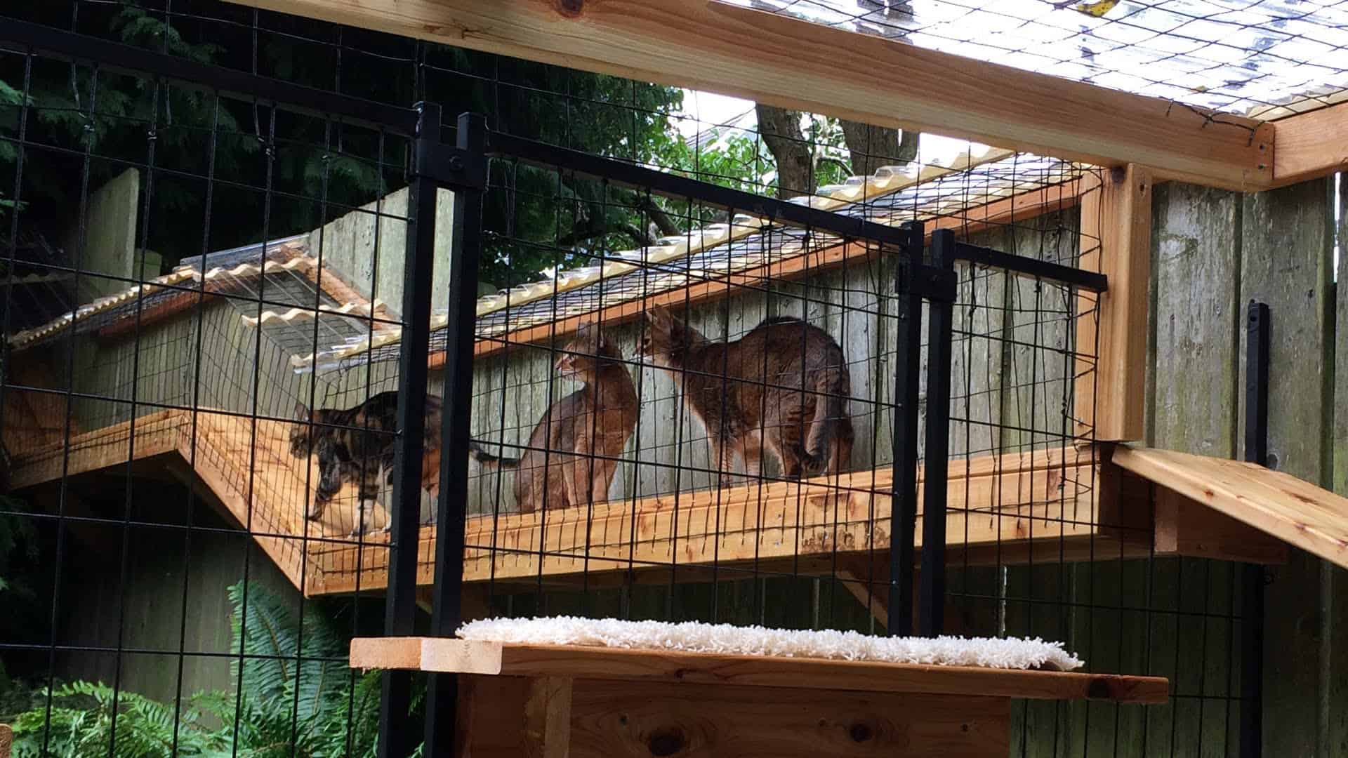 Deluxe cat enclosure with wooden climbers