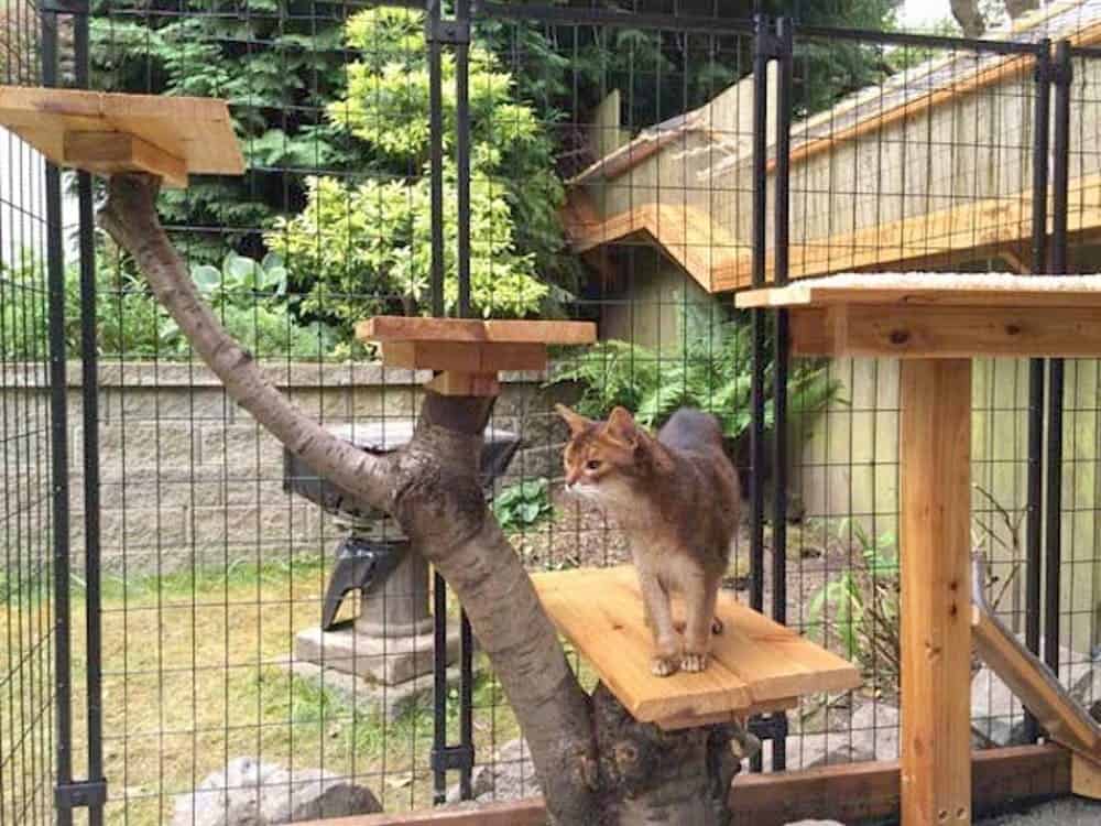 Tree branch cat enclosure