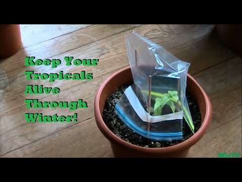 Keep your plants warm too