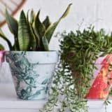 DIY Terra Cotta Pots: 15 Amazing Painted Projects