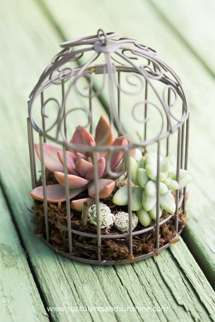 Miniature birdcage planters