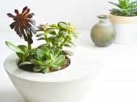 Getting Creative and Green: Unique Indoor Planter Ideas