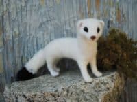 Advanced Needle Felting Projects for Experienced Enthusiasts