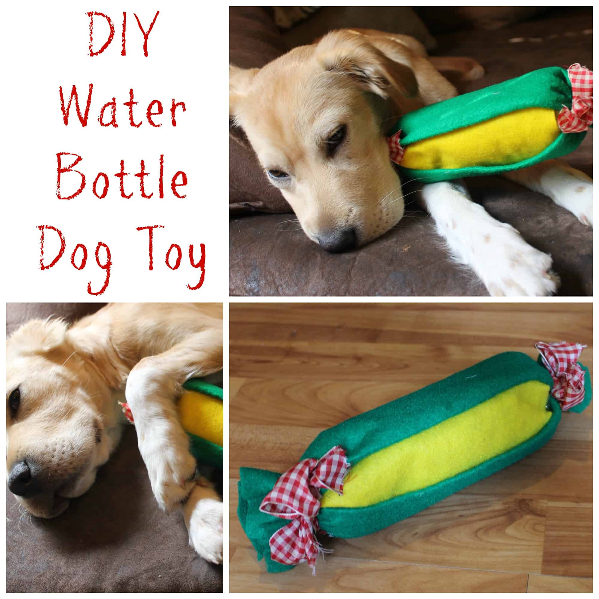 DIY water bottle dog toy