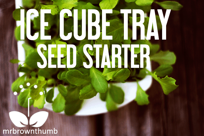 Make a seed starter