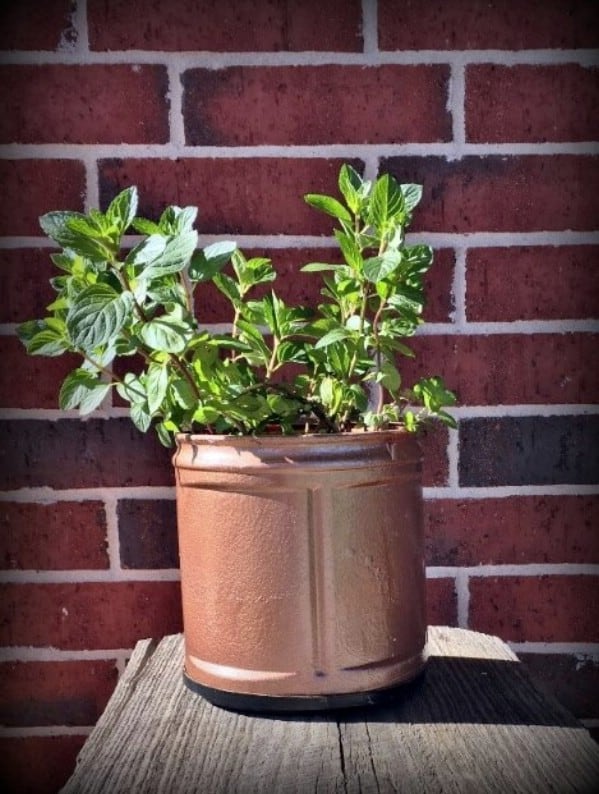Coffee can planter