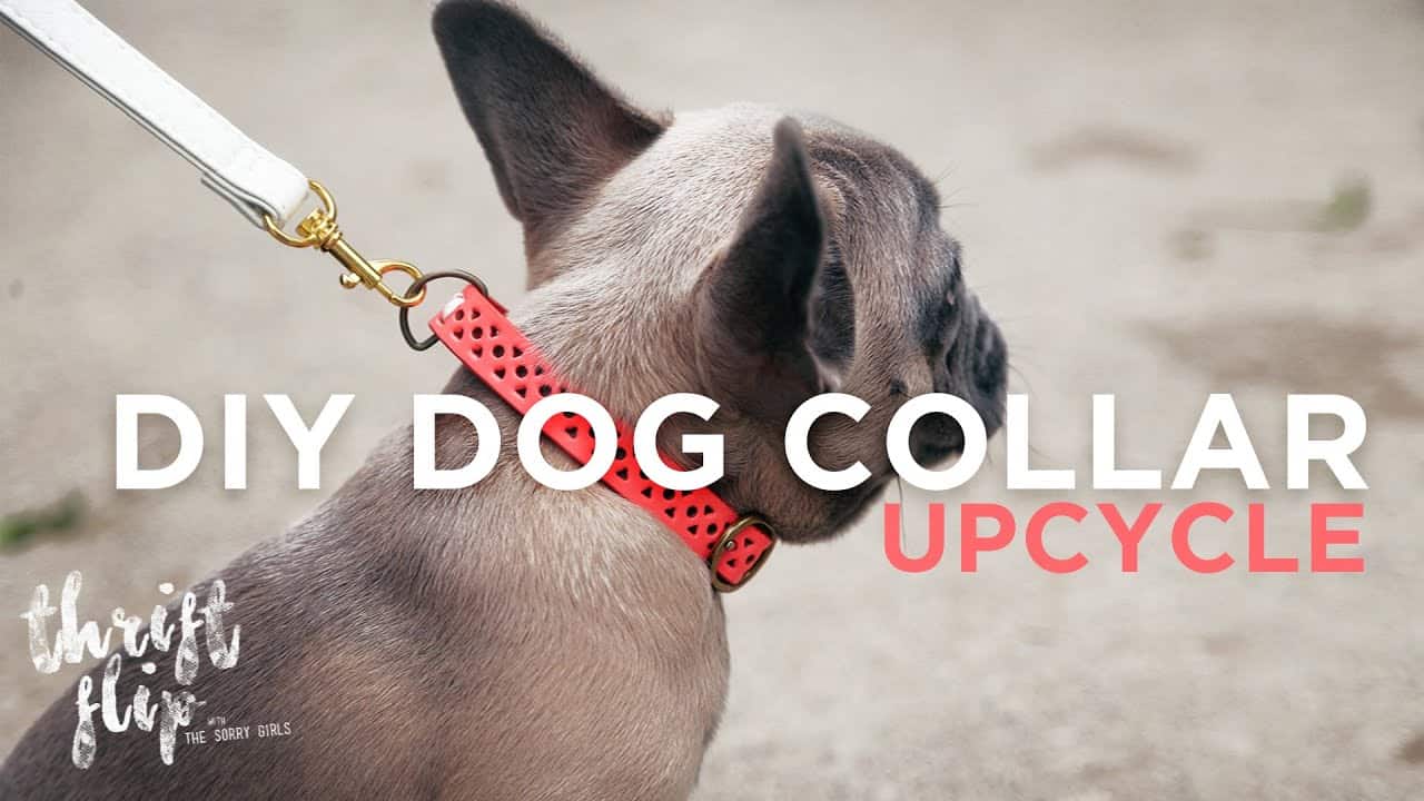 DIY upcycled belt dog collar