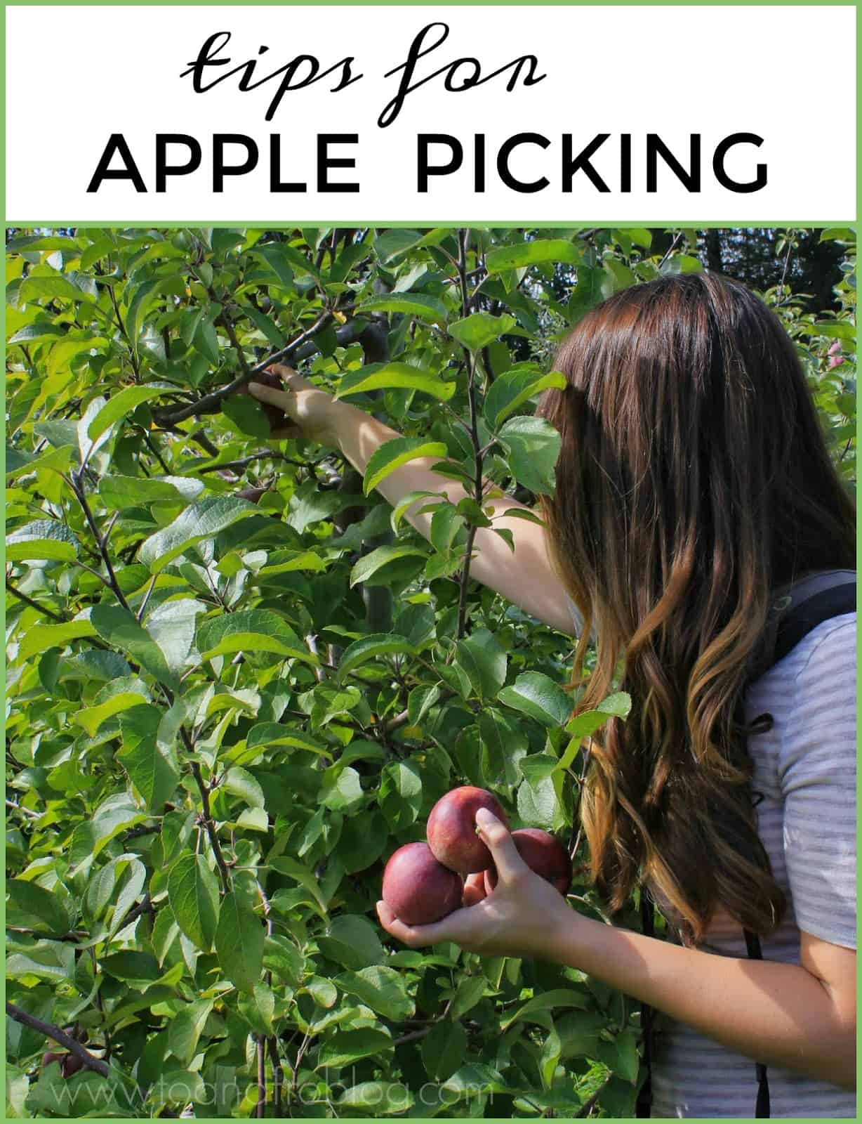 Fall apple picking