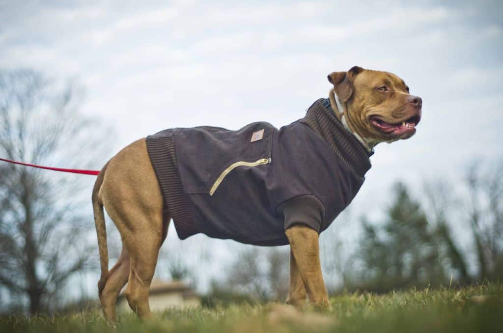 Canine Carhartt dog coat Cute DIY Dog Clothes to Make Yourself