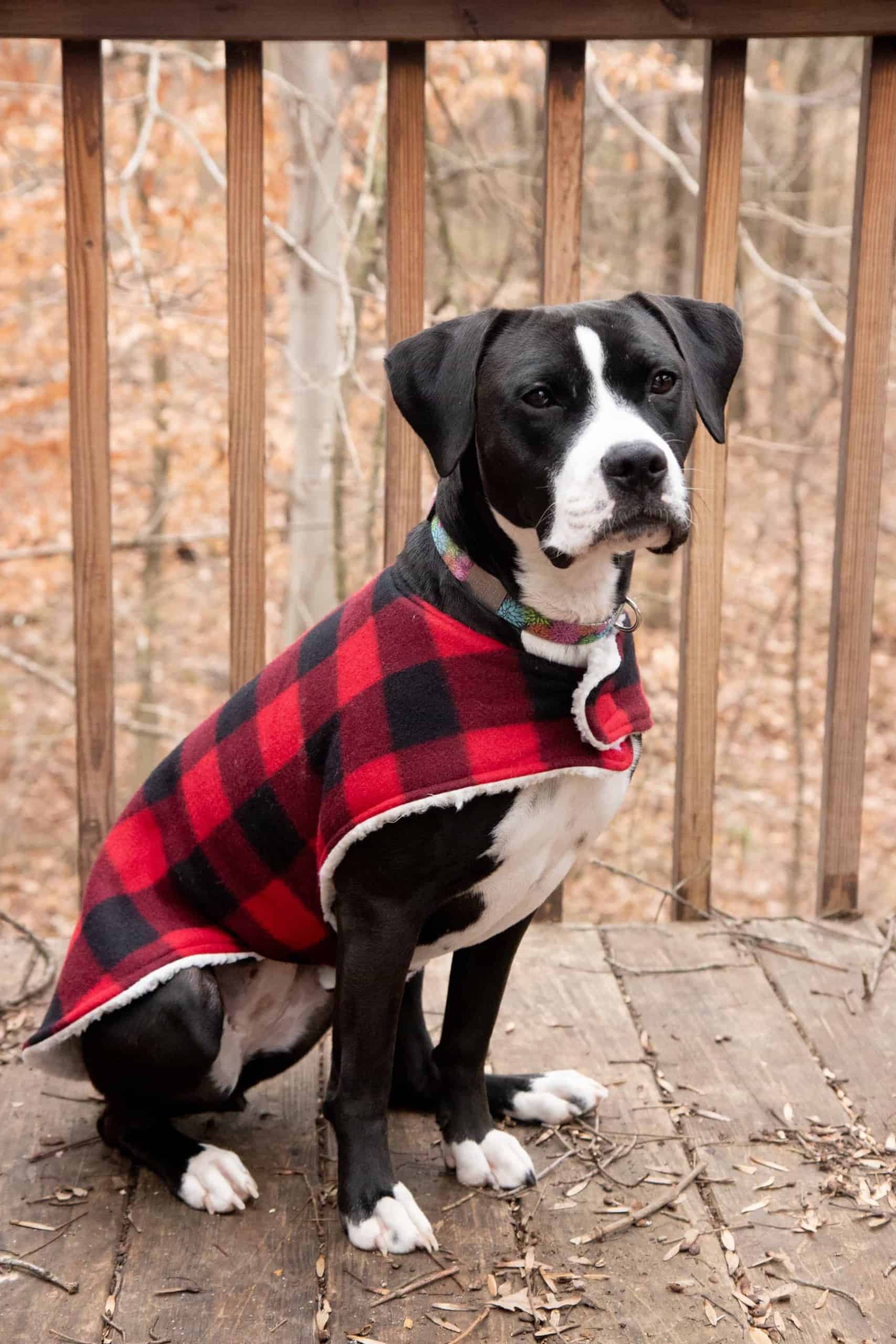 Fuzzy lined home sewn pup coat