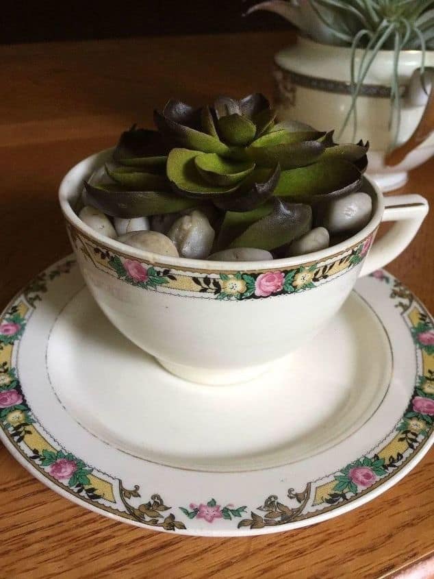 Teacup succulents